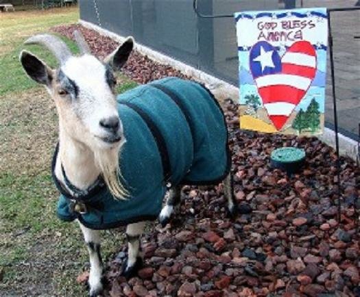 30" Pine Tweed Winter Water-Resistant Goat Coat, Green Sheep Jacket with a Fleece Lining, Livestock Supply
