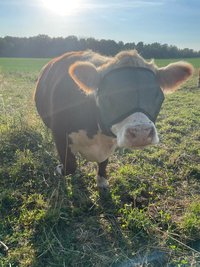 UV Mesh Cow Fly Masks Medium and Large Sizes, Cattle Supplies, Farm Livestock Supply