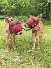 UV Mesh Cow Fly Masks XXsmall, Xsmall & Small Sizes, Cattle Supply
