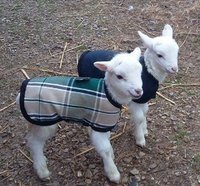 12" Tan Stripe Newborn Goat Kid Winter Coat, Lamb Jacket with Fleece Lining, Nubian, Boer Kidding Supplies