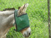 UV Mesh Miniature Horse Fly Mask, Mini Donkey Fly Mask, 4Xsmall, 3Xsmall, XXSmall and XSmall Sizes, Equine Tack
