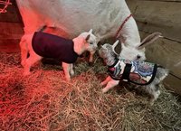 14" Floral Newborn Goat Kid Winter Coat, Lamb Jacket with Fleece Lining, Doe Buck Kid Lamping Supplies