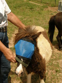 UV Mesh Miniature Horse Fly Mask, Mini Donkey Fly Mask, 4Xsmall, 3Xsmall, XXSmall and XSmall Sizes, Equine Tack