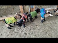 10" Navy Newborn Winter Goat Kid Coat, Lamb Jacket with Fleece Lining, Nigerian, Pygmy Goat Supplies