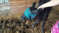 UV Mesh Cow Fly Masks XXsmall, Xsmall & Small Sizes, Cattle Supply