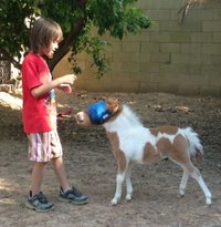 UV Mesh Miniature Horse Fly Mask, Mini Donkey Fly Mask, 4Xsmall, 3Xsmall, XXSmall and XSmall Sizes, Equine Tack