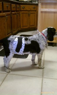 Plaid 17"-21" Male Dog Diaper, Adjustable Red Tan Dog Belly Band, Boy Doggie Wrap Pants