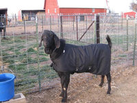 38" Black Winter Goat Coat, Sheep Jacket with a Fleece Lining, Boer Nubian Goat Supply
