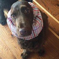 Bright Red Dog Snood, Size Medium, Dog Show Supply, Doggy Ear Protection, Cockers, Cavaliers, Whippets and other breeds