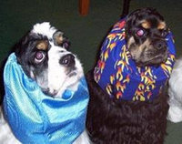 Bright Red Dog Snood, Size Medium, Dog Show Supply, Doggy Ear Protection, Cockers, Cavaliers, Whippets and other breeds