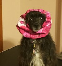 Small Bright Red Dog Snood, Dog Show Supply, Doggy Ear Protection, Mini Poodles, Shih Tzu, Chinese Crested, Italian Greyhounds