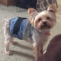 2 Chevron Stripe 15"-18" Male Dog Diapers, Rust Striped Adjustable Dog Belly Bands, Boy Dog Pants, Doggy Wrap, Housebreaking Aid