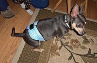 9"-12" Male Dog Belly Band, Black with Multi-Color Balls, Adjustable Puppy Dog Diaper, Boy Doggy Wrap