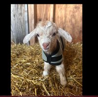 12" and 14" Green Newborn Goat Kid Winter Coats, Baby Sheep Jackets with Fleece Lining, Doe Buck Kid Supplies