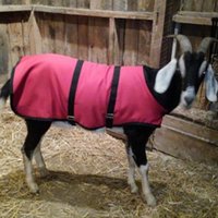 34" Plum Winter Water-Resistant Goat Coat, Sheep Jacket with a Fleece Lining, Dairy Meat Goat Supply