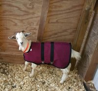 28" Red Winter Water-Resistant Goat Coat, Sheep Jacket with a Quilted Lining