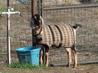 26" Winter Goat Coat, Sheep Jacket Hot Pink, Green Plaid with a Fleece Lining, Doe Ewe Supply