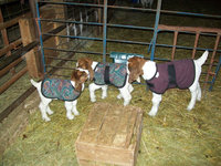 14" and 16" Plaid Sherpa Fleece Newborn Goat Kid Winter Coat, Burgundy Plaid Lamb Jacket, Doe Buck Kid Lambing Supplies