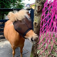 UV Mesh Miniature Horse Fly Mask, Mini Donkey Fly Mask, 4Xsmall, 3Xsmall, XXSmall and XSmall Sizes, Equine Tack