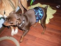 Set of 2 Striped 11"-14" Male Dog Diapers, Chevron Adjustable Dog Belly Bands, Boy Dog Pants, Doggy Wrap, Housebreaking Aid