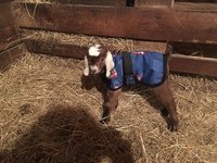 14" Purple Newborn Goat Kid Winter Coat, Baby Sheep Jacket with Fleece Lining, Lambing Supplies