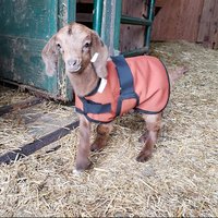 18" Fuchsia Houndstooth Newborn or Older Goat Kid Winter Water-Resistant Coat, Lamb Jacket Fleece lined, Boer Nubian Supplies