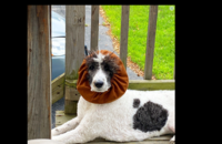 large dog snood for Poodle