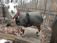 20" Red Winter Water-Resistant Goat Coat, Sheep Jacket, Quilted Lining, Pygmy Doe Buck Supply