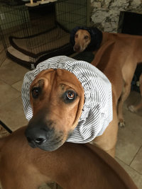 Rhodesian Ridgeback dog snood