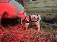 2-14" Black and Rust Fleece Newborn Winter Goat Kid Coat, Lamb Jacket, Nigerian Pygmy Kidding Supplies