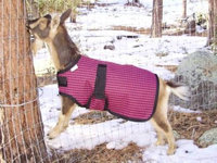 20" Royal Blue Winter Water-Resistant Goat Coat, Sheep Jacket, Fleece Lined Pygmy Doe Buck Supply