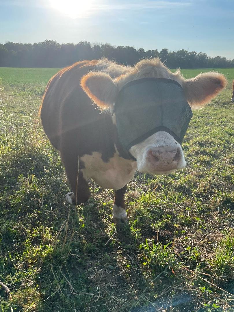 UV Mesh Cow Fly Masks Medium and Large Sizes, Cattle Supplies, Farm Livestock Supply