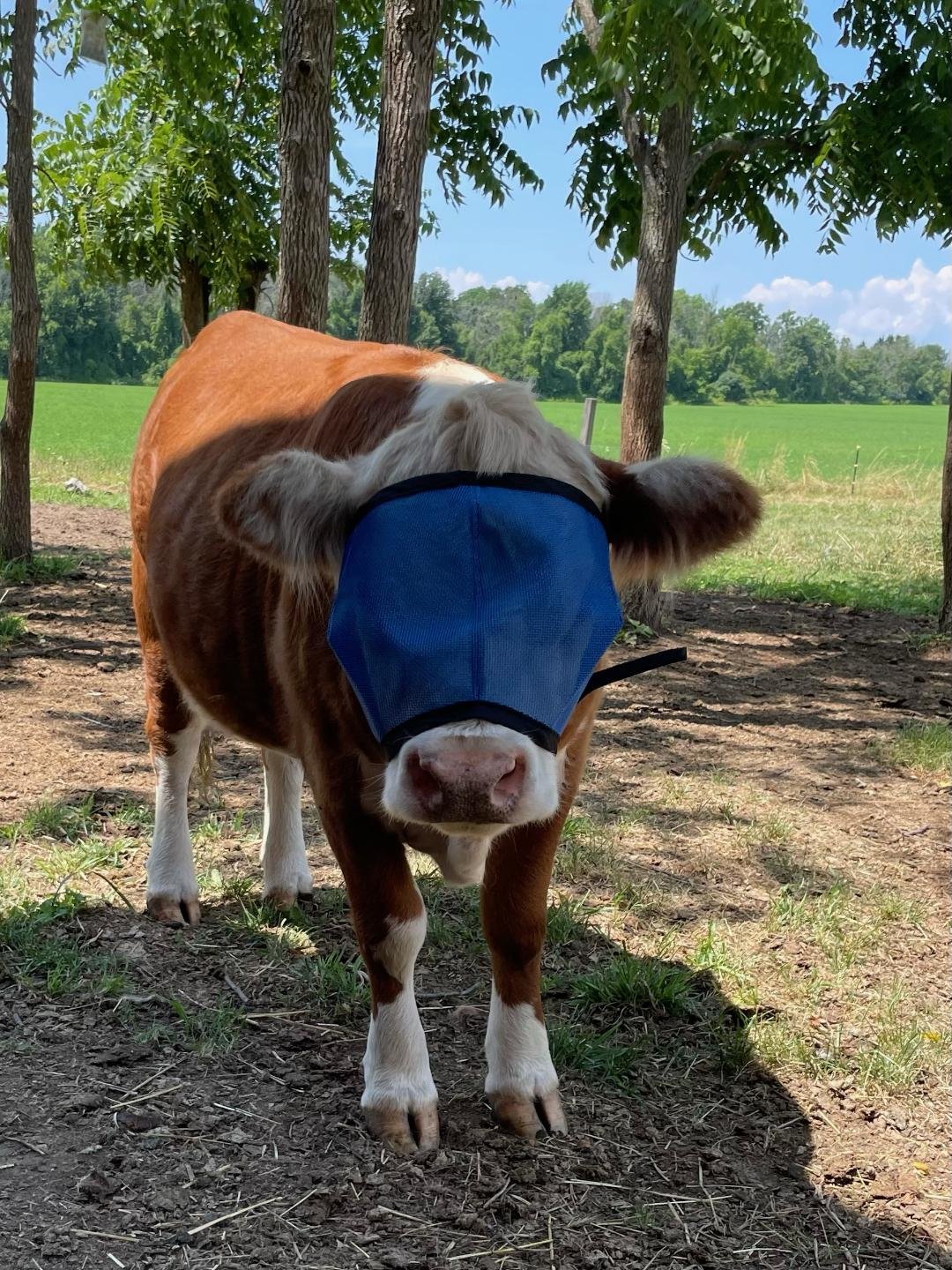 UV Mesh Cow Fly Masks Medium and Large Sizes, Cattle Supplies, Farm Livestock Supply