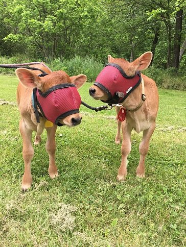 UV Mesh Cow Fly Masks XXsmall, Xsmall & Small Sizes, Cattle Supply