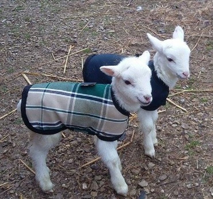 12" Tan Stripe Newborn Goat Kid Winter Coat, Lamb Jacket with Fleece Lining, Nubian, Boer Kidding Supplies