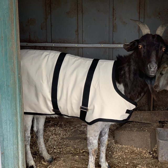 34" Winter Goat Coat, Sheep Jacket Teal with a Green Quilted Lining, Livestock Supply
