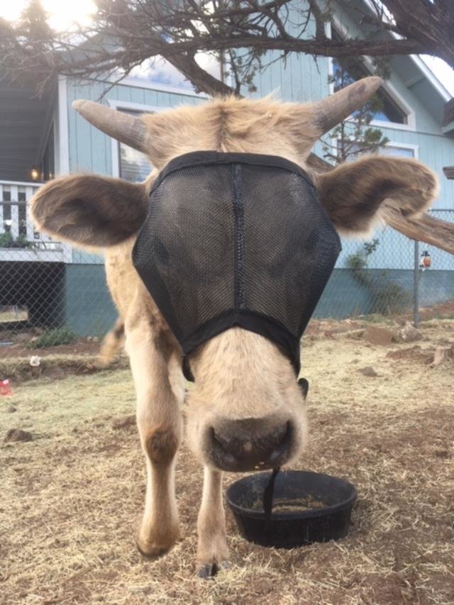 UV Mesh Cow Fly Masks XXsmall, Xsmall & Small Sizes, Cattle Supply