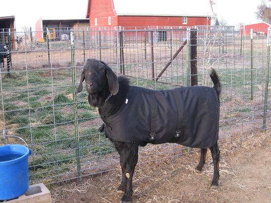 38" Black Winter Goat Coat, Sheep Jacket with a Fleece Lining, Boer Nubian Goat Supply