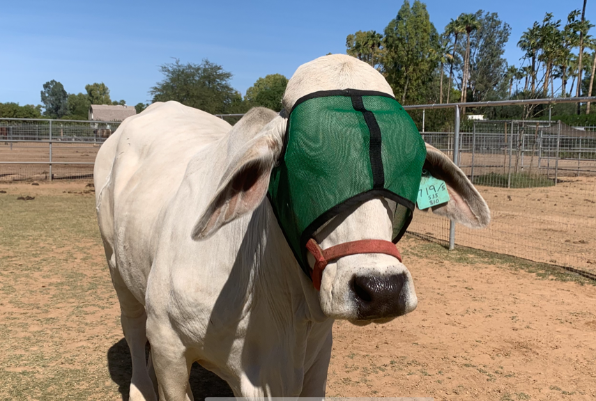 UV Mesh Cow Fly Masks Medium and Large Sizes, Cattle Supplies, Farm Livestock Supply