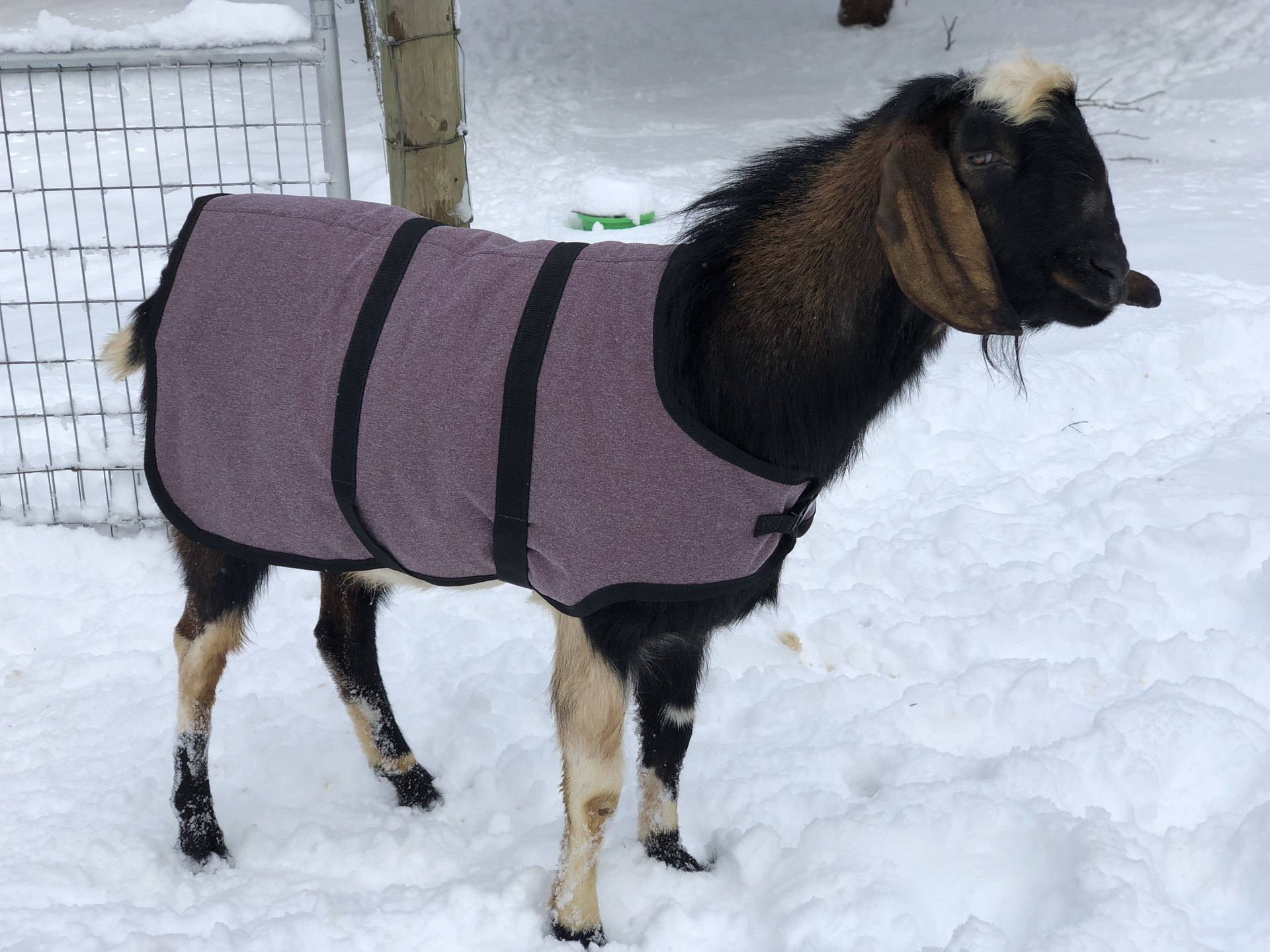 36" Black Hexstop Winter Water-Resistant Goat Coat, Sheep Jacket with a Fleece Lining, Livestock Farm Supplies