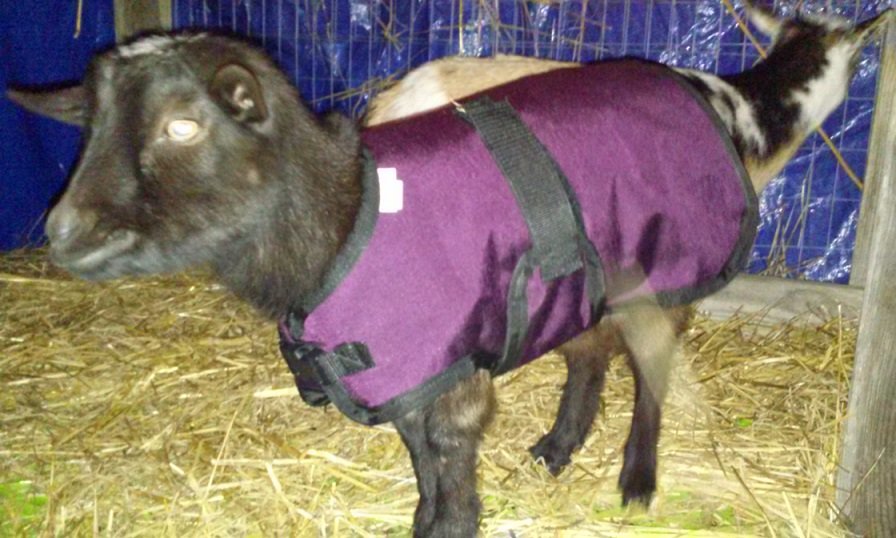 24" Green Plaid Winter Goat Coat, Sheep Jacket, Fleece Lining Buck Doe Goat Supplies