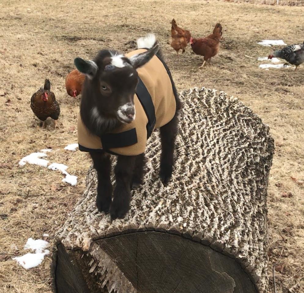 18" Fuchsia Houndstooth Newborn or Older Goat Kid Winter Water-Resistant Coat, Lamb Jacket Fleece lined, Boer Nubian Supplies