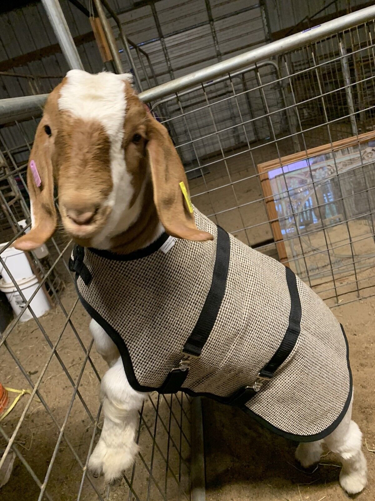 34" Winter Goat Coat, Sheep Jacket Teal with a Green Quilted Lining, Livestock Supply