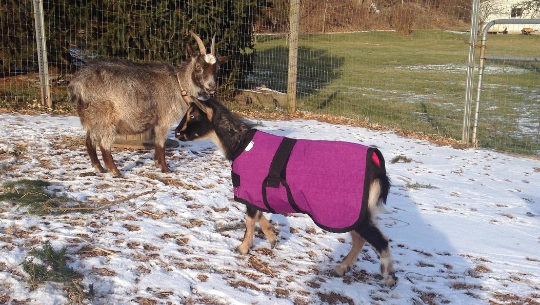 24" Black Winter Water-Resistant Goat Coat, Sheep Jacket, Fleece Lining Nigerian Doe Buck Supply