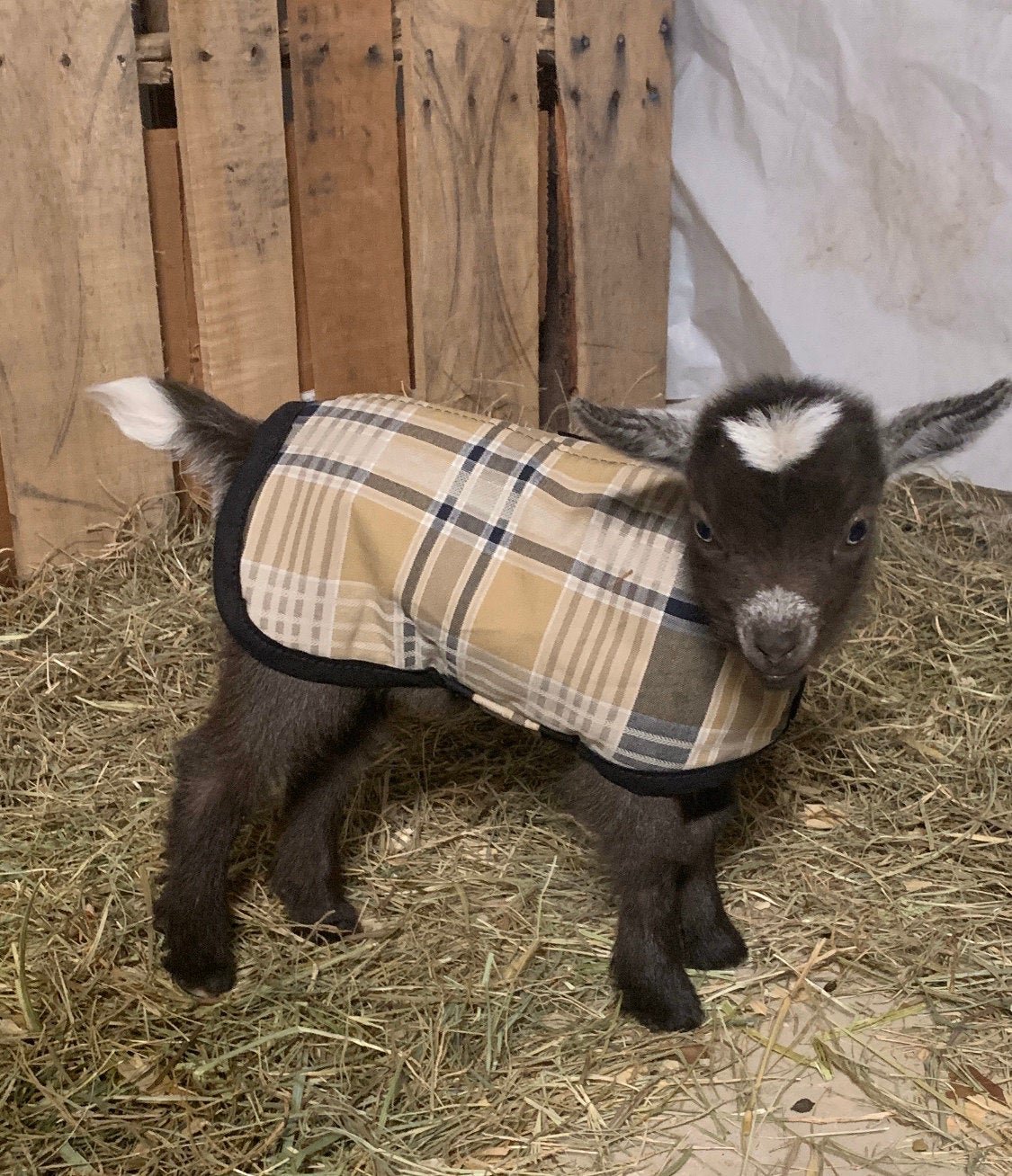 12" Tan Stripe Newborn Goat Kid Winter Coat, Lamb Jacket with Fleece Lining, Nubian, Boer Kidding Supplies