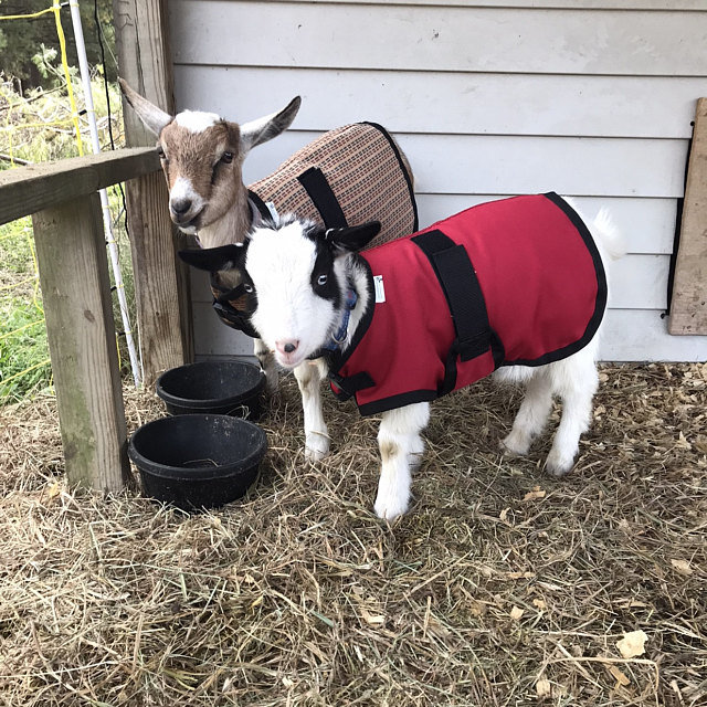 20" Red Winter Water-Resistant Goat Coat, Sheep Jacket, Quilted Lining, Pygmy Doe Buck Supply