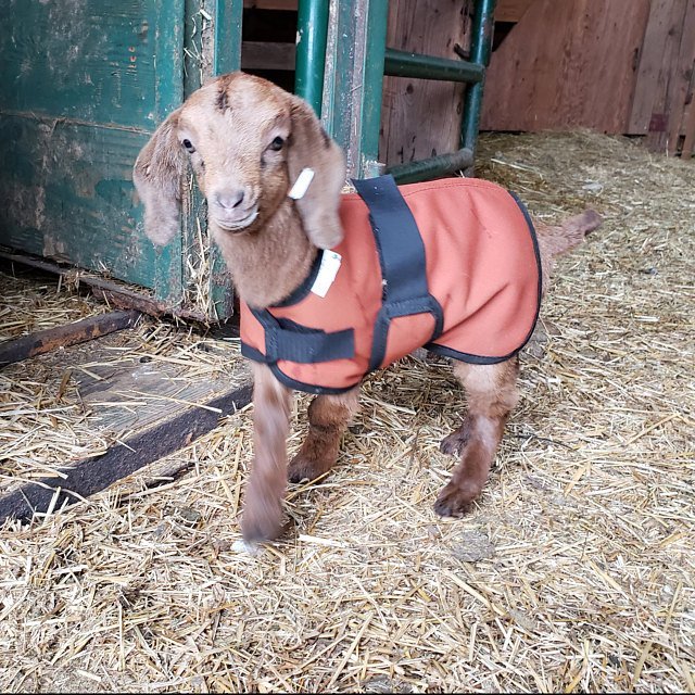 18" Fuchsia Houndstooth Newborn or Older Goat Kid Winter Water-Resistant Coat, Lamb Jacket Fleece lined, Boer Nubian Supplies