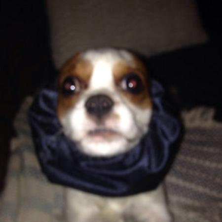 Gray White Stripe Small Dog Snood, Dog Show Supply, Doggy Ear Protection, Mini Poodles, Shih Tzu, Chinese Crested, Italian Greyhounds