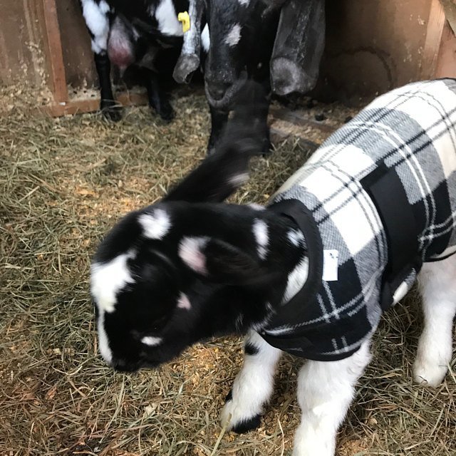 12" and 14" Green Newborn Goat Kid Winter Coats, Baby Sheep Jackets with Fleece Lining, Doe Buck Kid Supplies